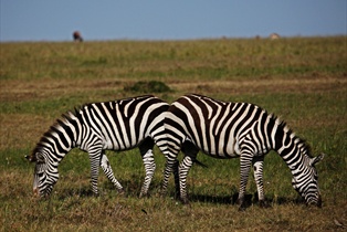 Masai Mara National Park